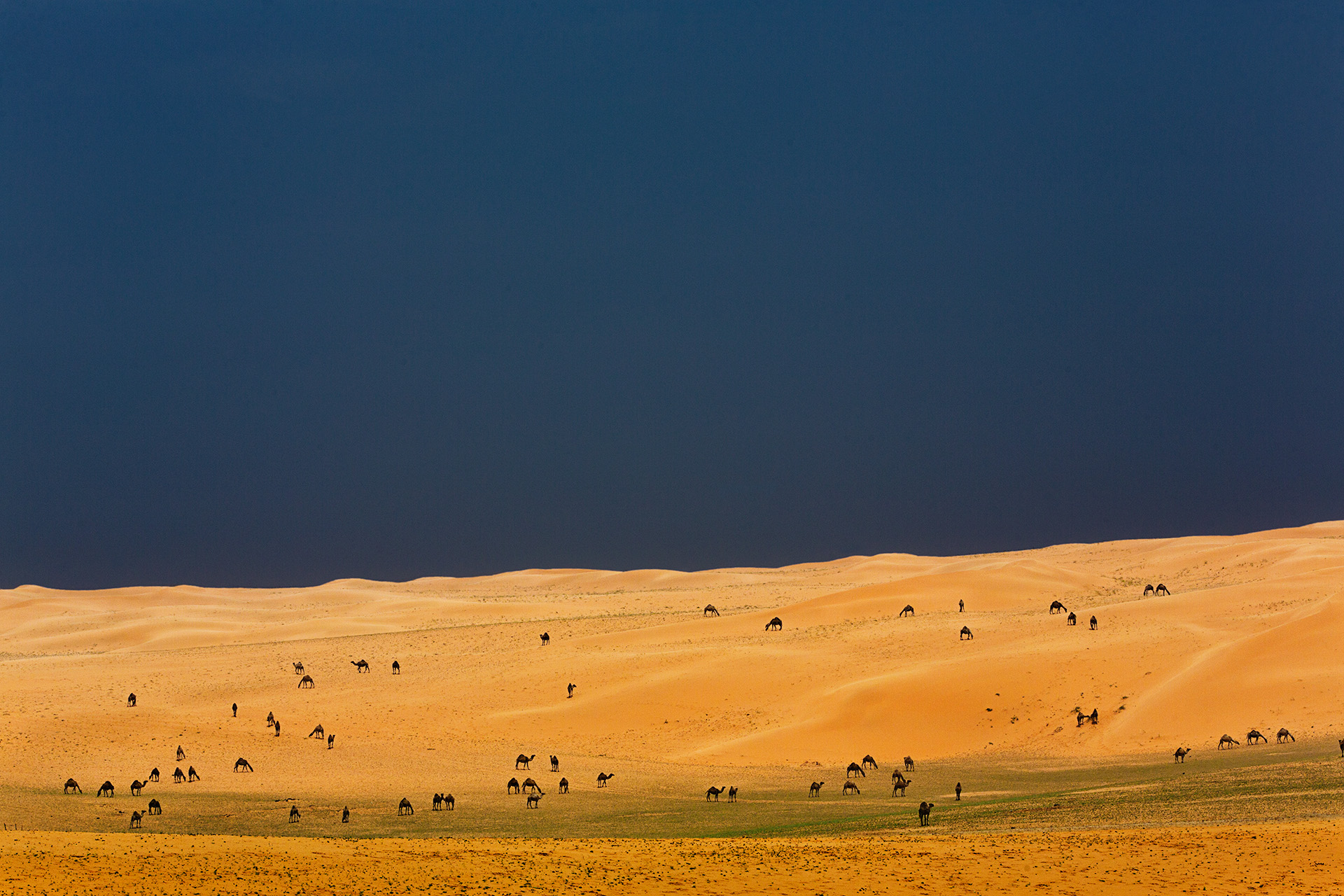 camels on dunes - 20223010