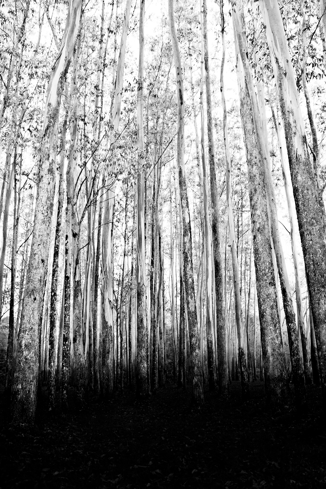 tall tress - 20140086