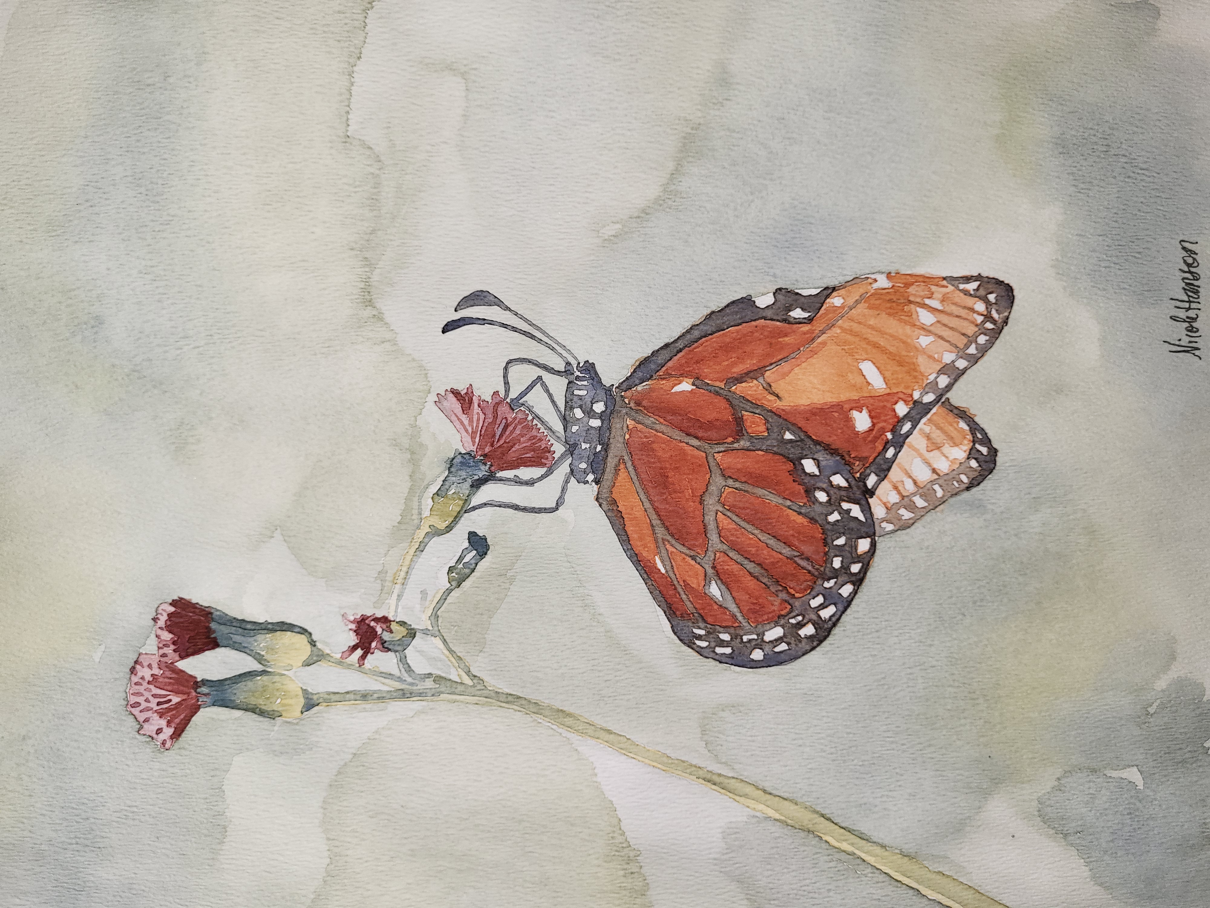 Queen Butterfly at Mealtime