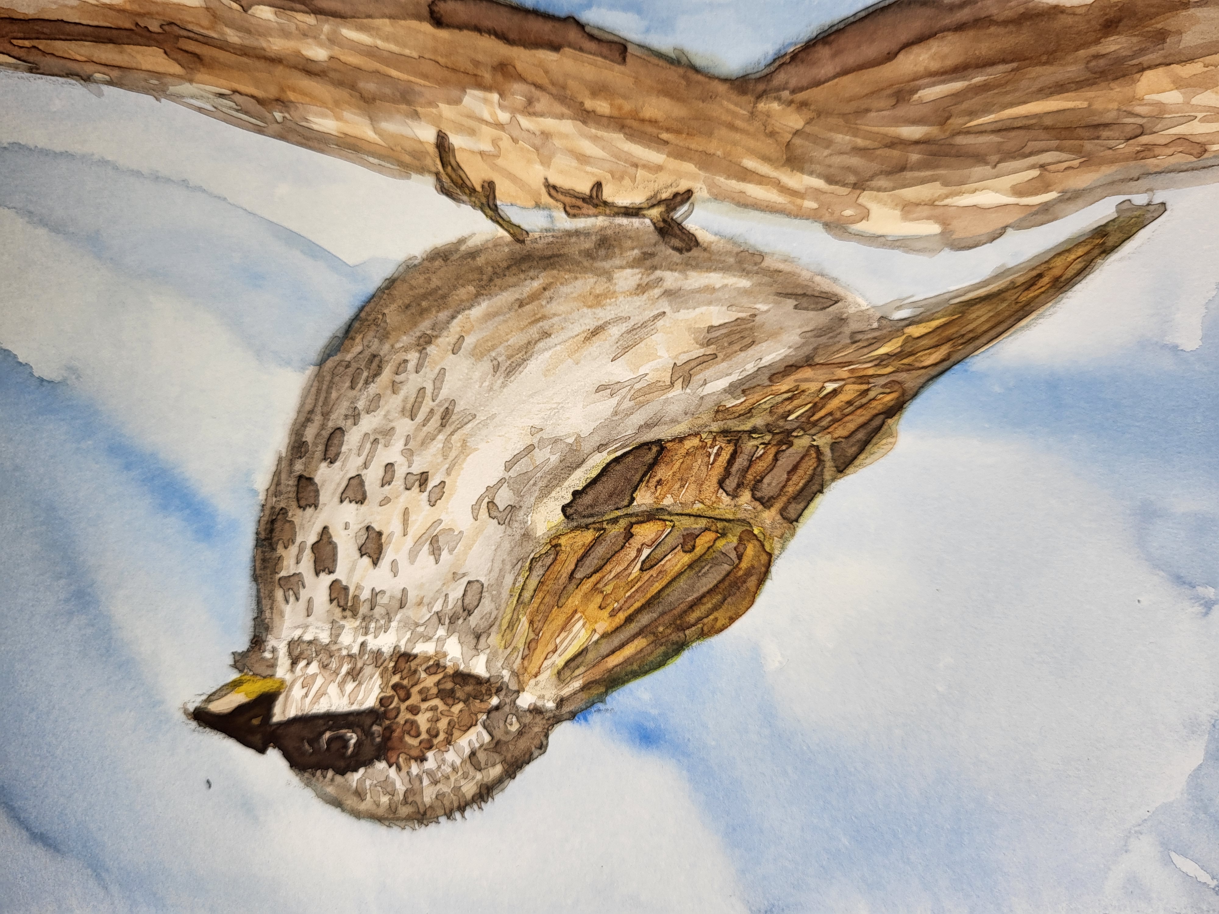Sparrow