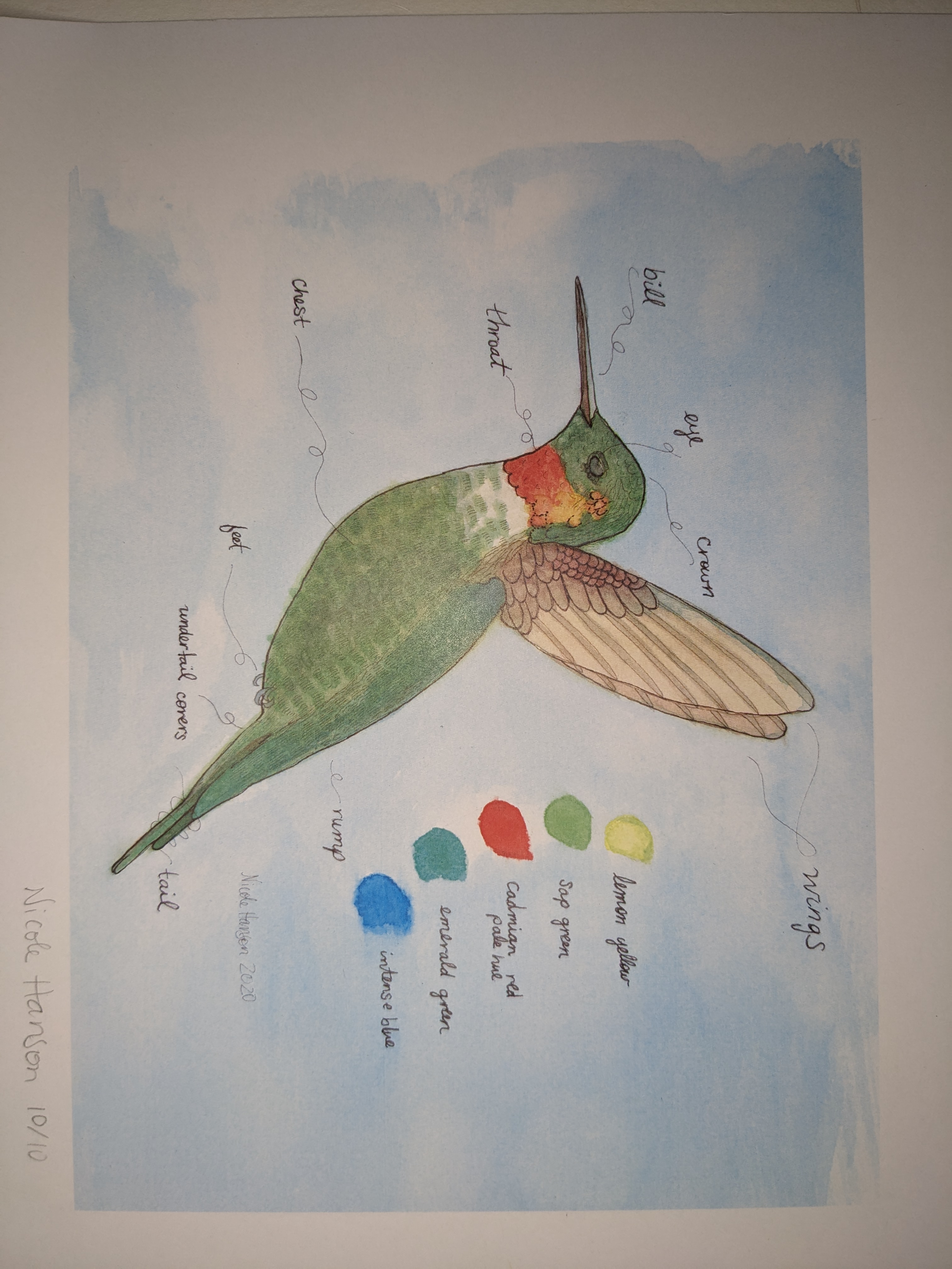 Hummingbird: Enneagram 5