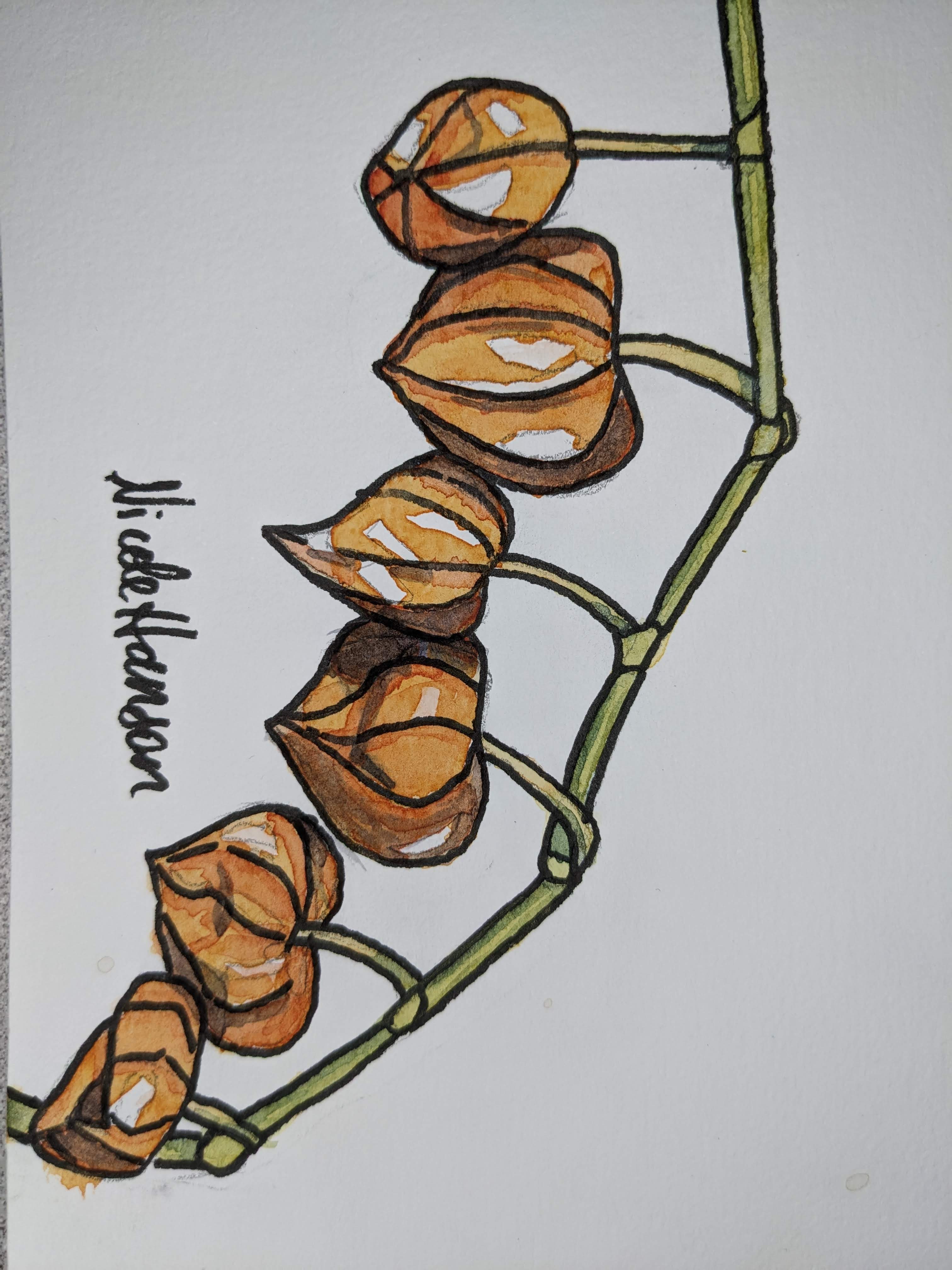 Winter Cherry, Original