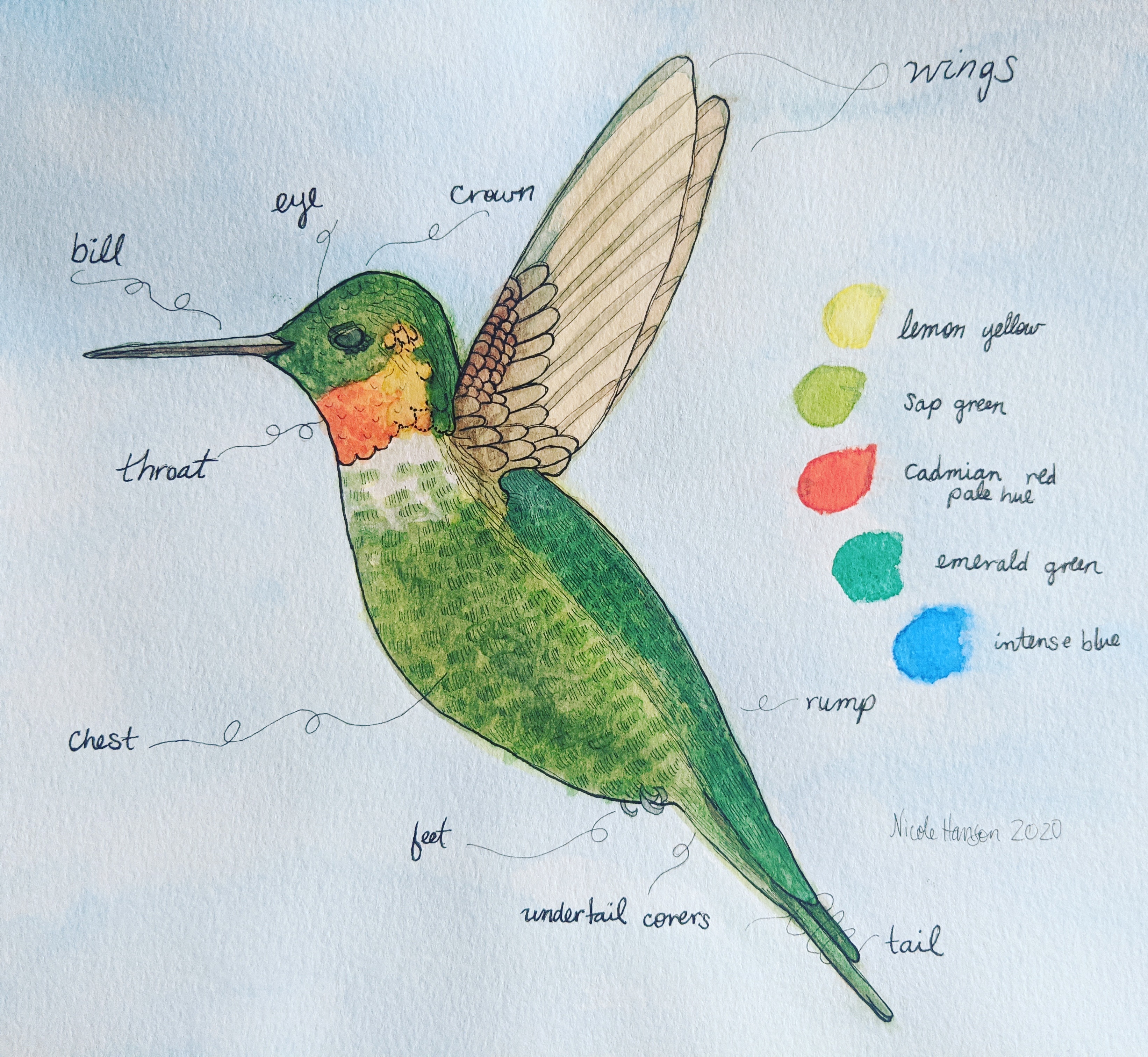 Hummingbird: Enneagram 5