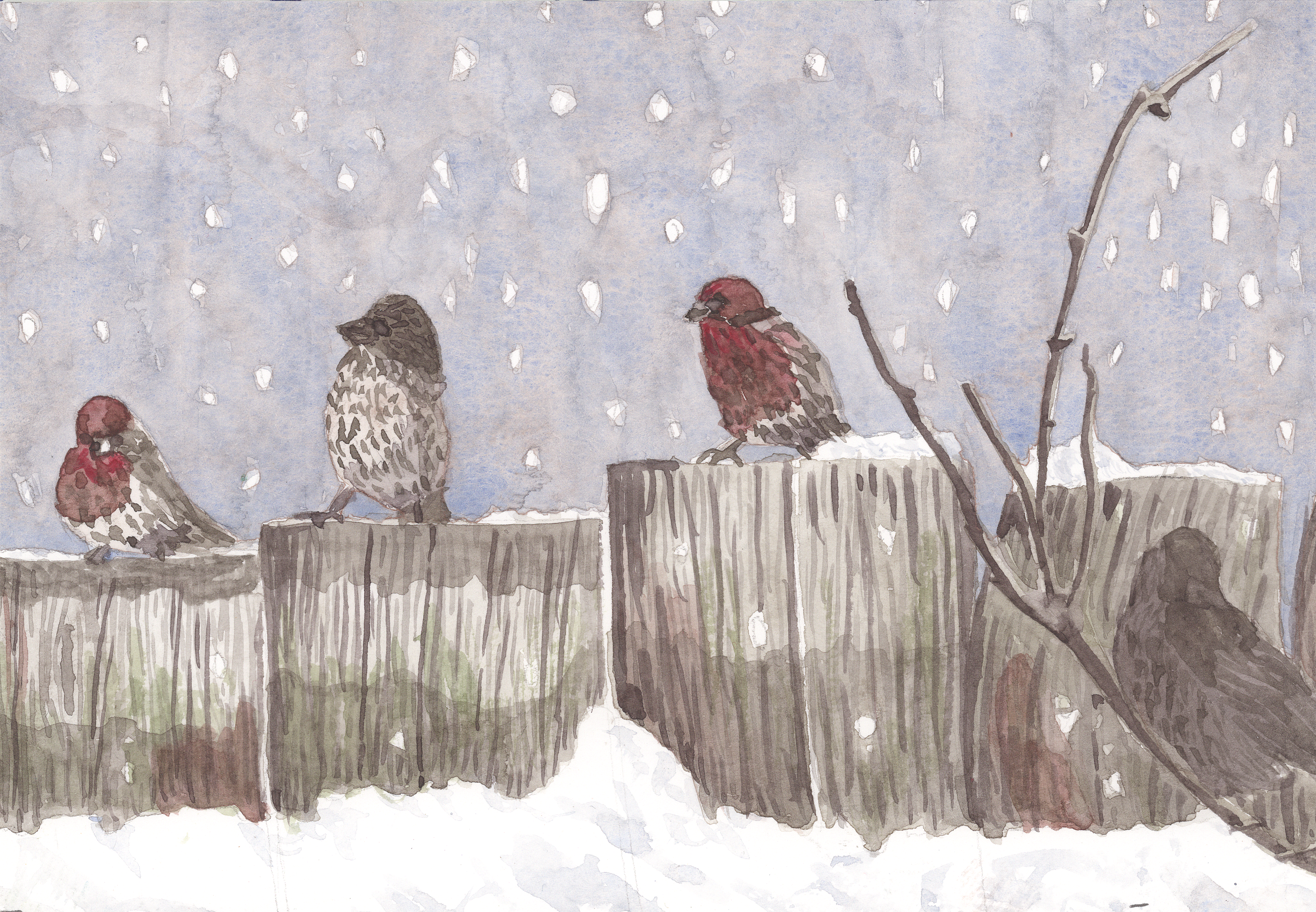 Snowy Birds