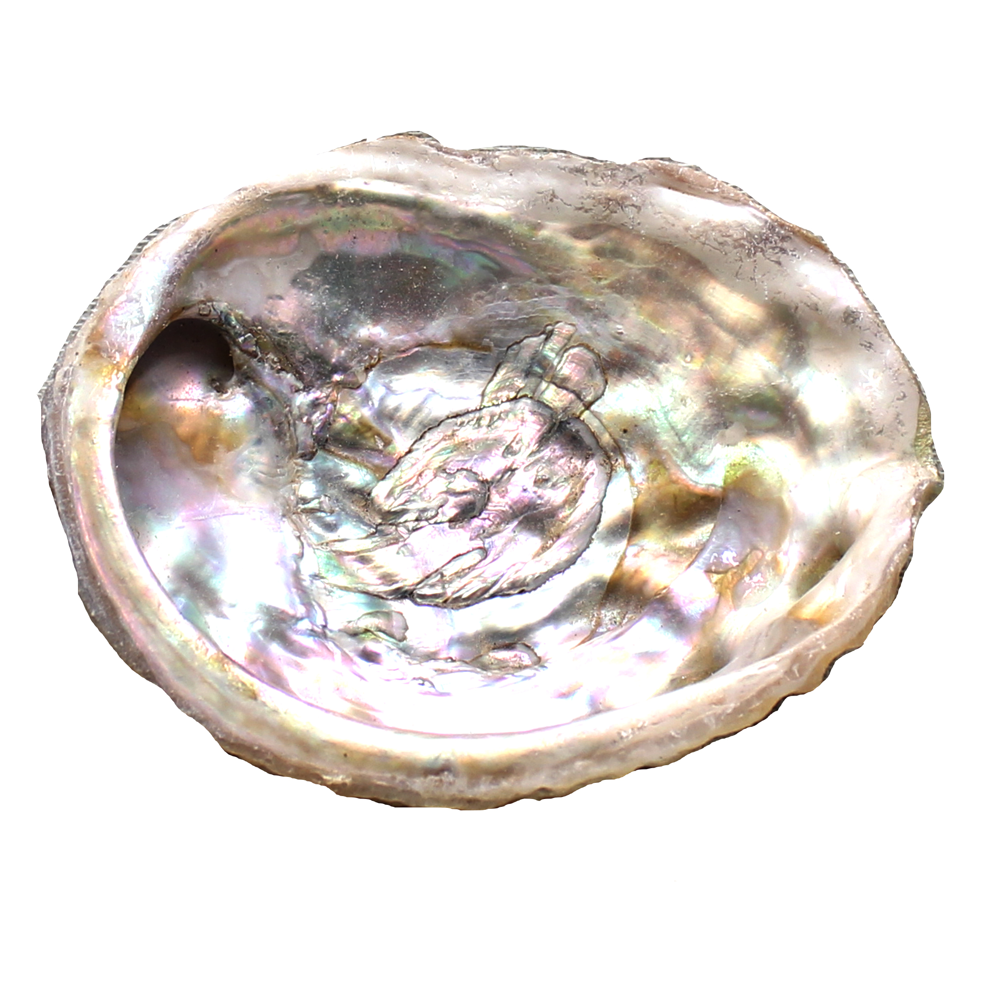 Small Abalone Shell