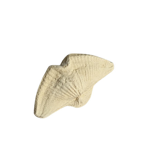 Assorted Fossil Pins