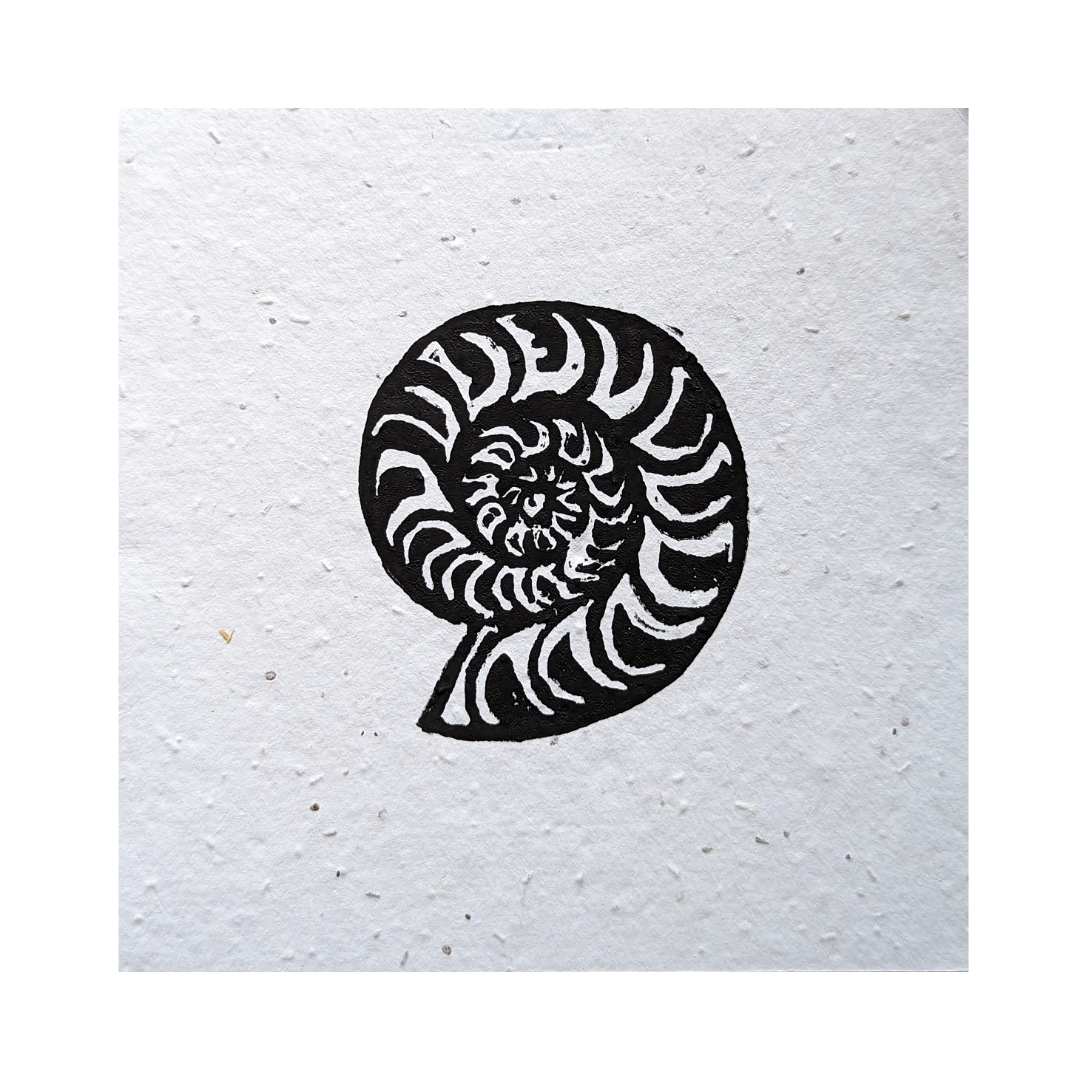 Ammonite