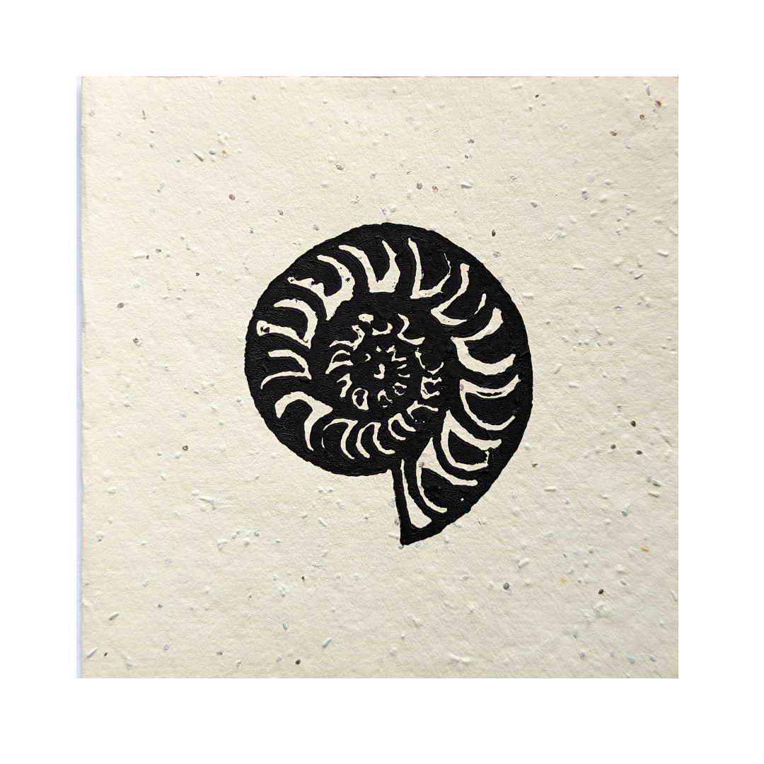 Ammonite