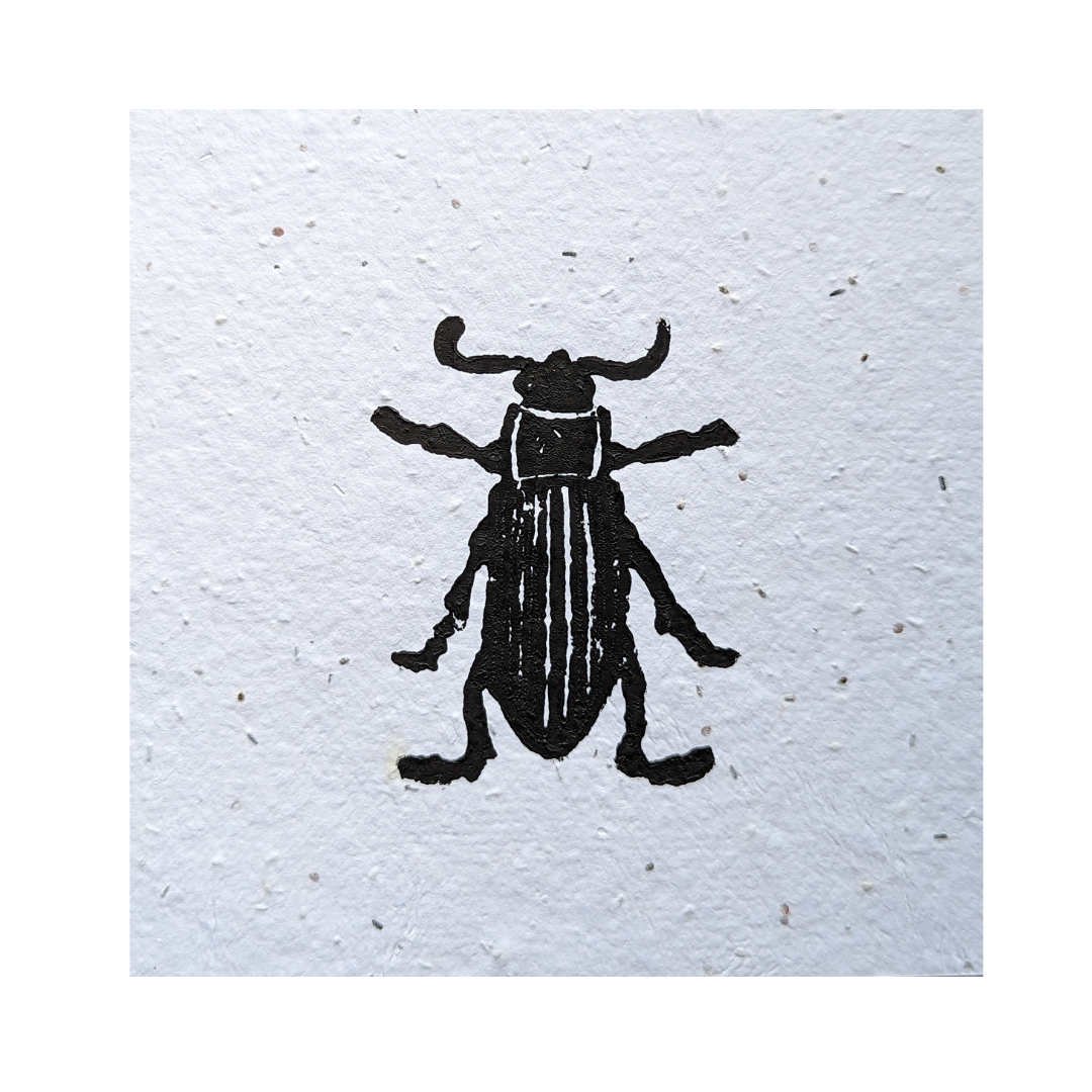 Beetle
