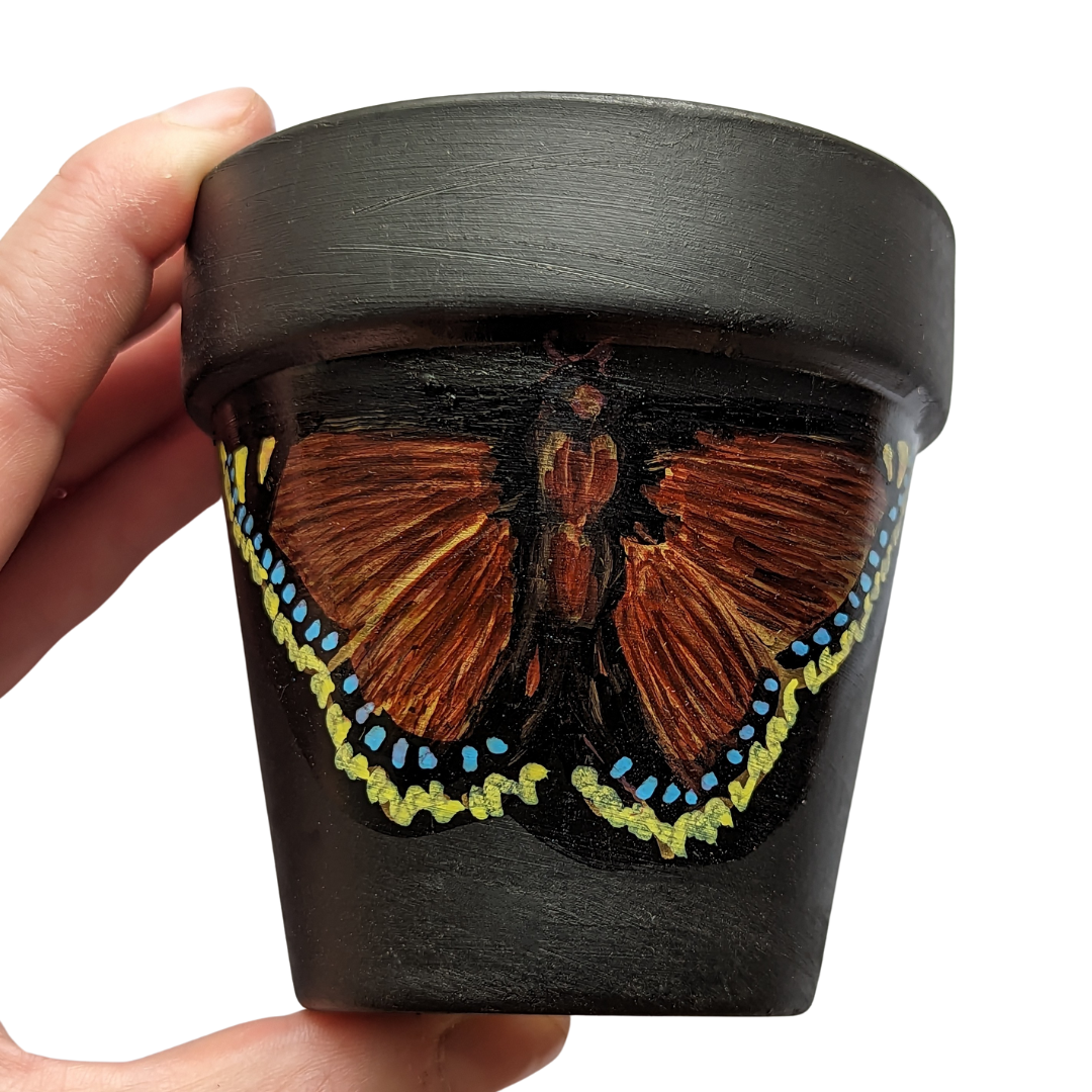 Mourning Cloak