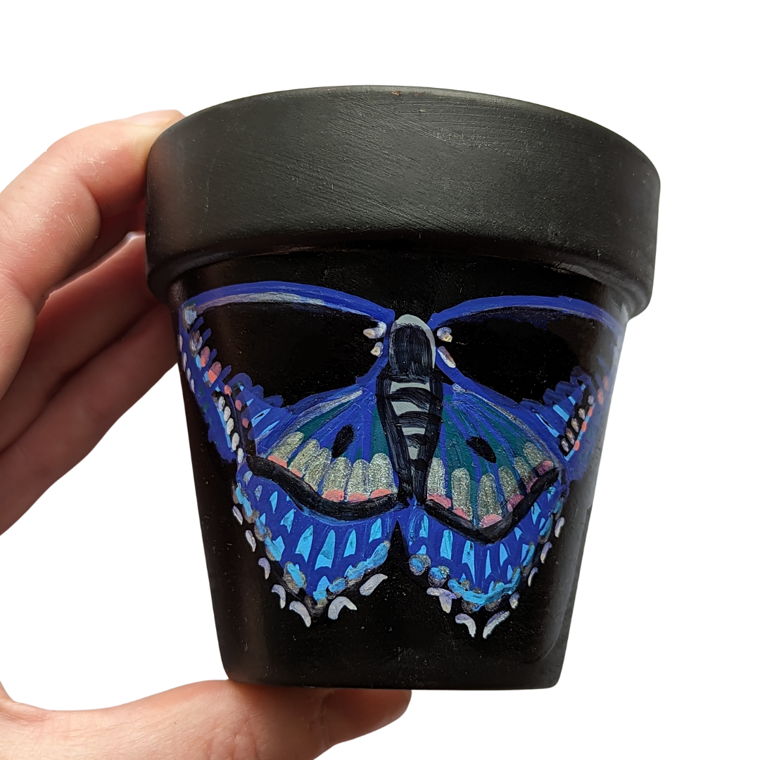 Red Spotted Purple