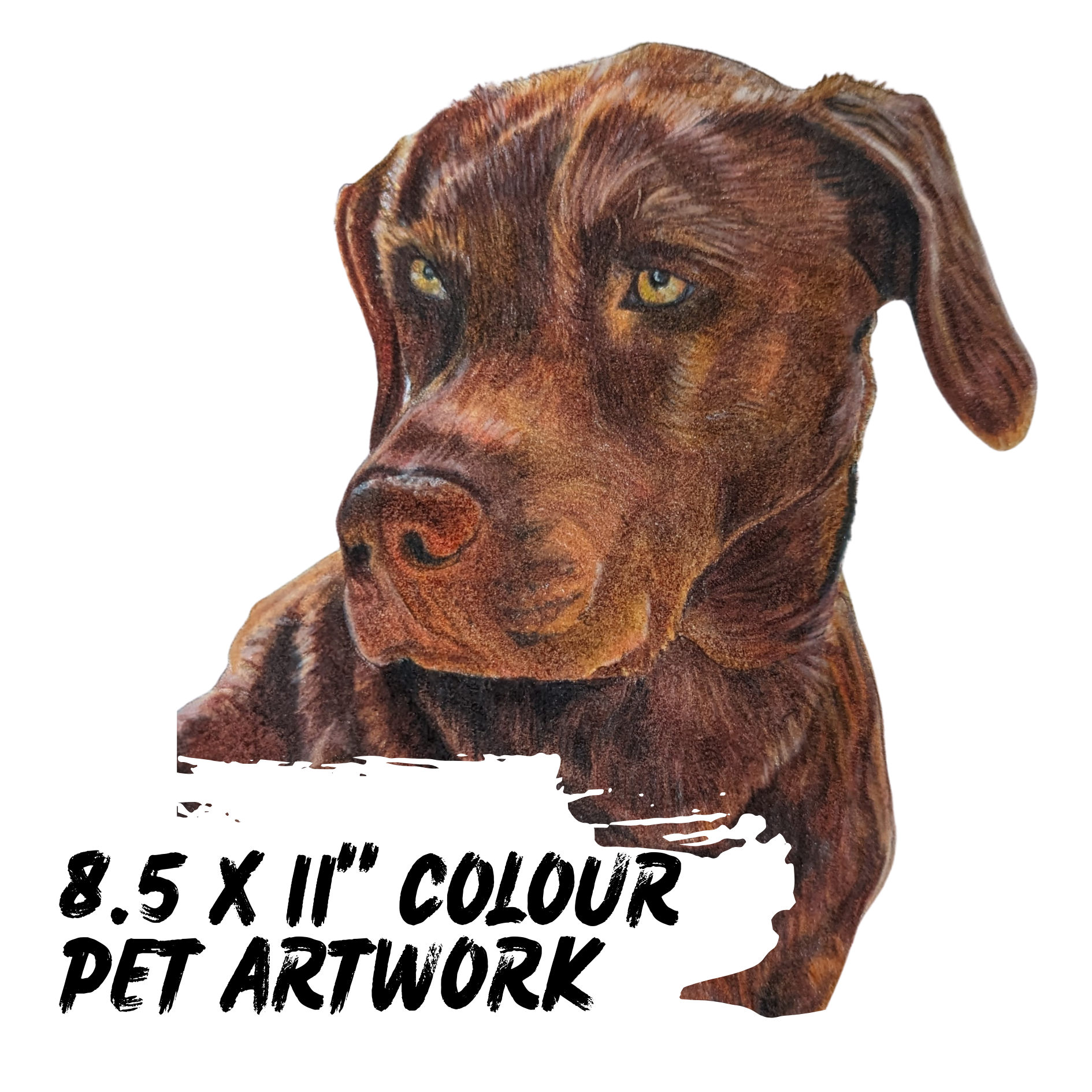 8.5 x 11" Colour Pet Artwork