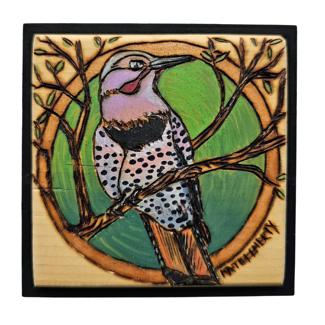Northern Flicker