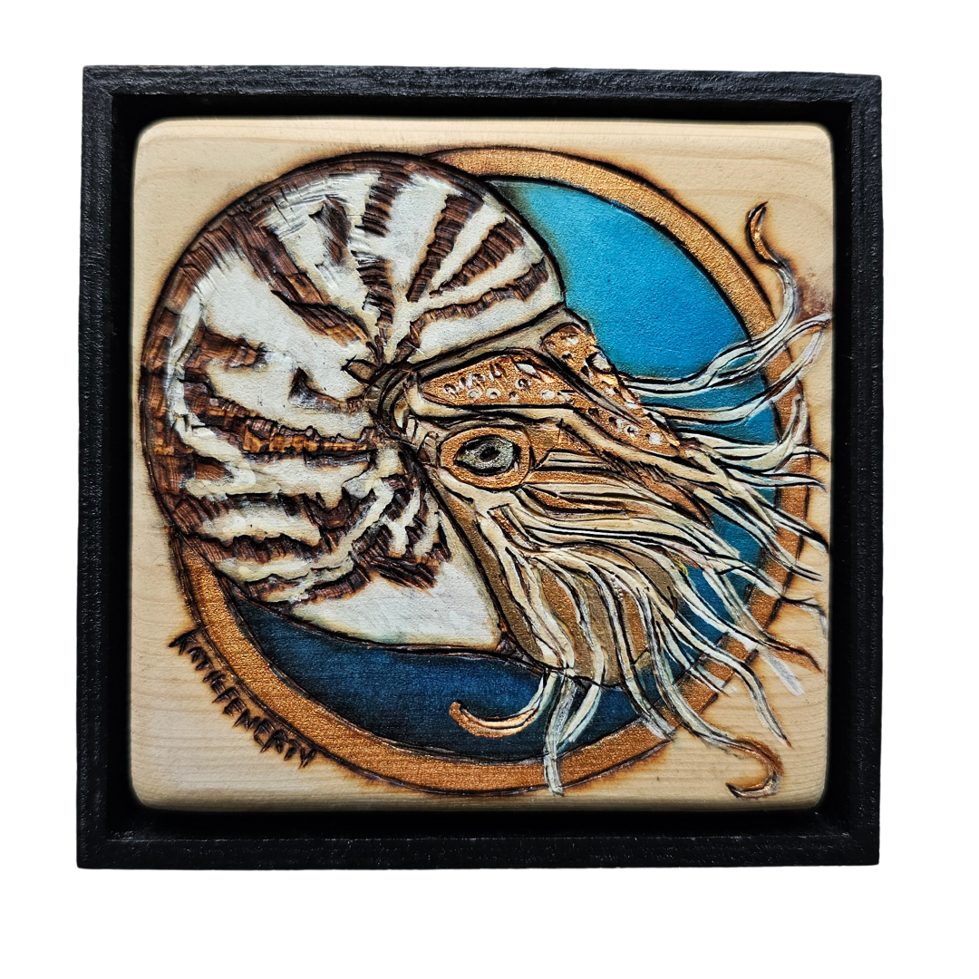 Chambered Nautilus