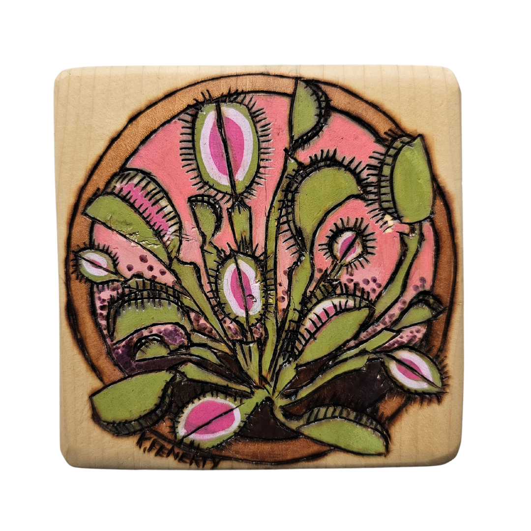 Venus Fly Traps