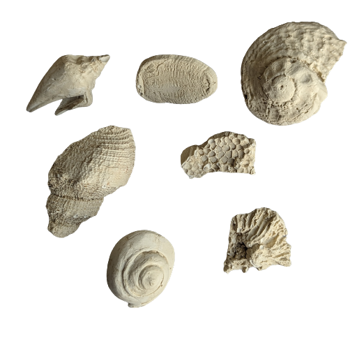 Assorted Fossil Pins