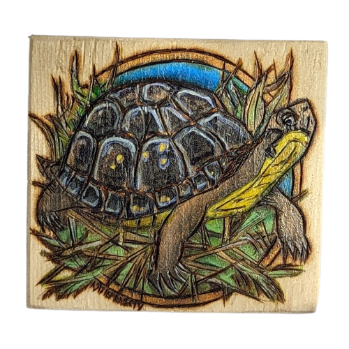Blanding's Turtle