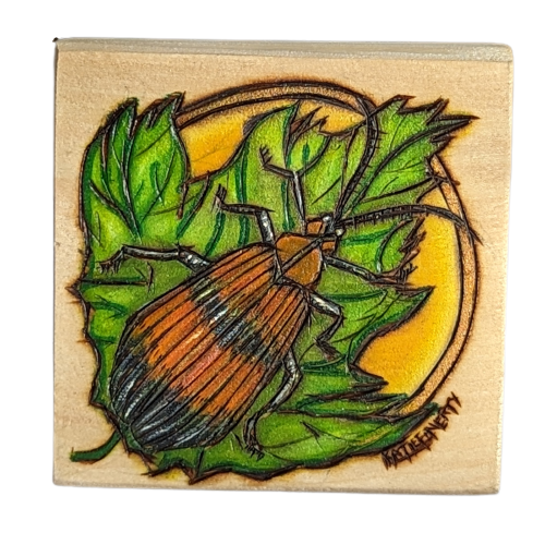 Net-Winged Beetle