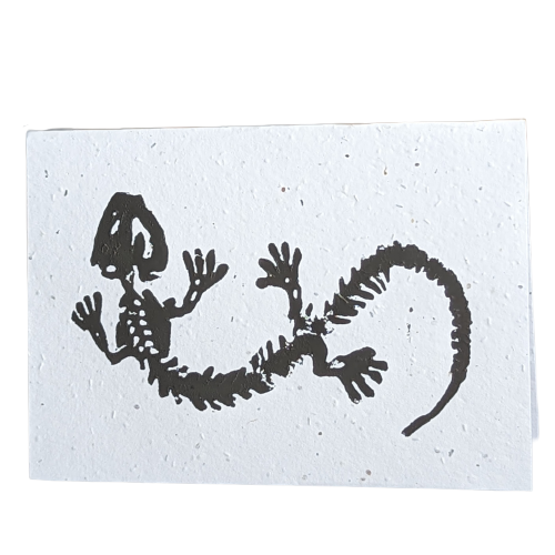 Salamander Skeleton