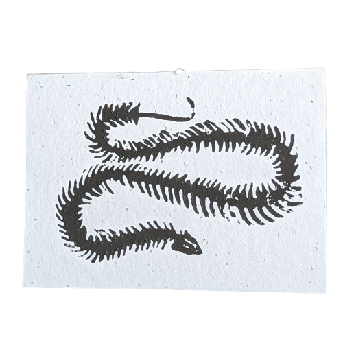 Snake Skeleton