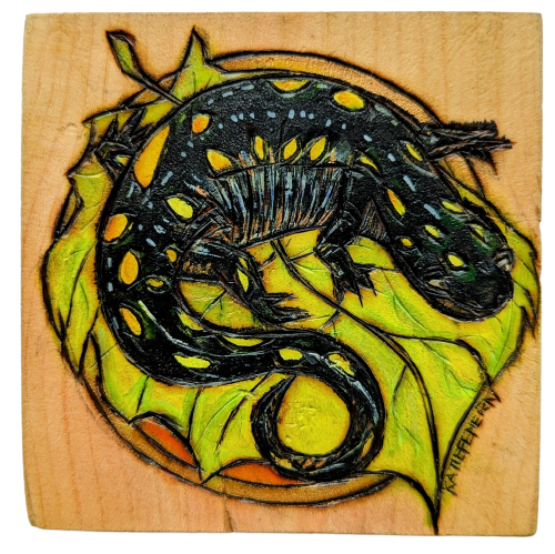 Spotted Salamander