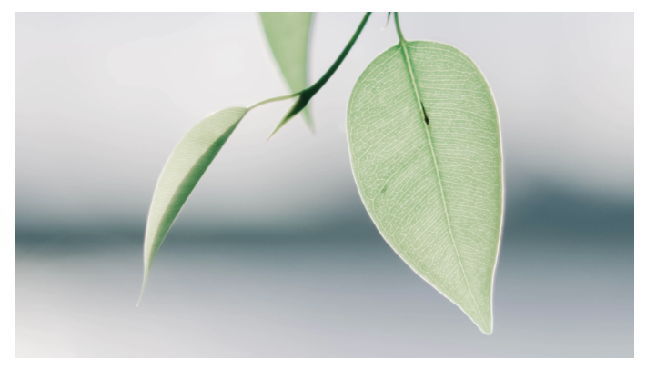 Discovery Coaching T2