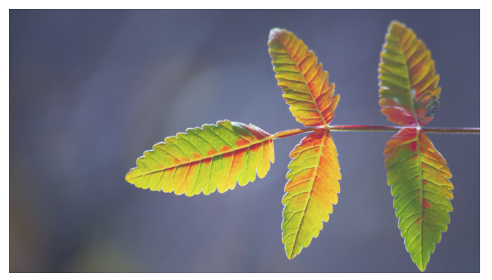 Twice Monthly Coaching T1