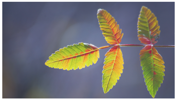 Twice Monthly Coaching T2