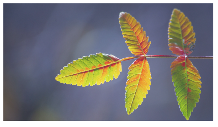 Twice Monthly Coaching T3