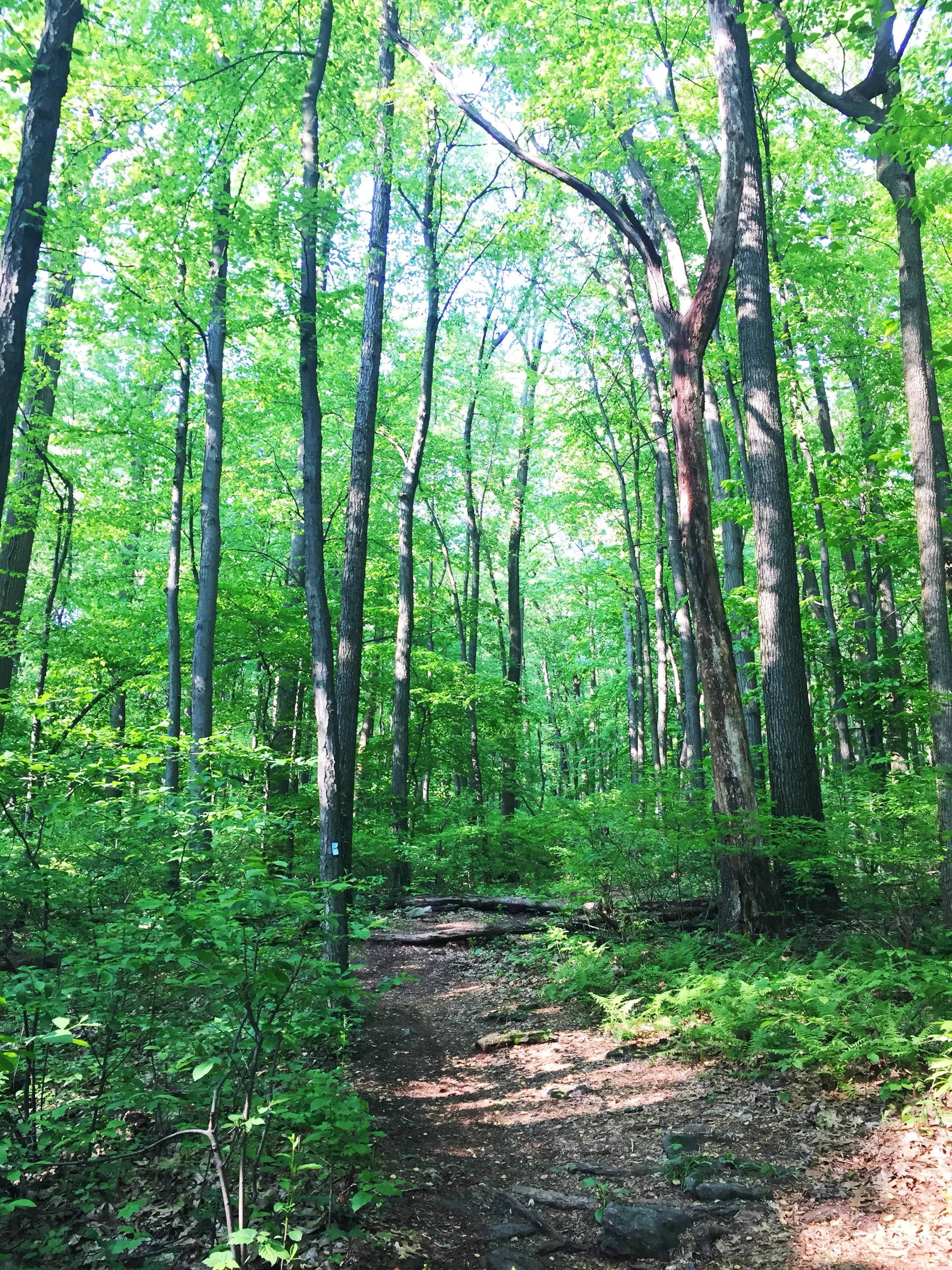 Into The Woods - Intensive T3