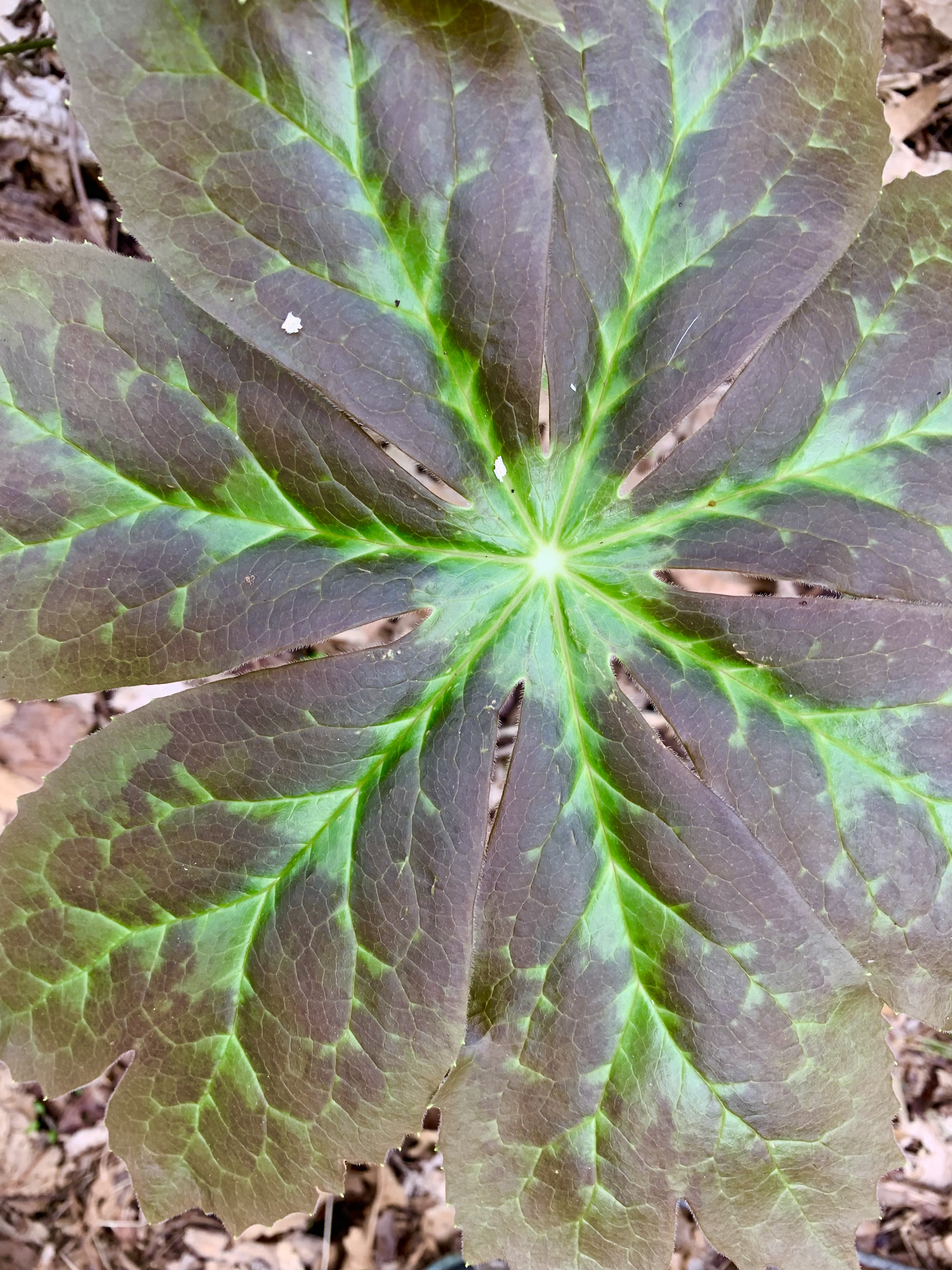 Short Season Coaching Tier 2