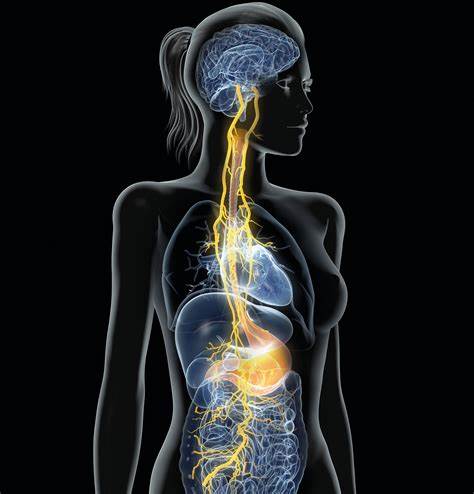 A toolbox for your nervous system