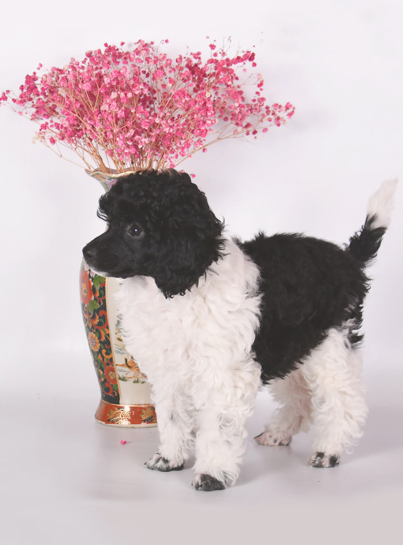 2026-02-01 14:20 Joga su Nykštukiniais pudeliais Arlekinais | Vilnius