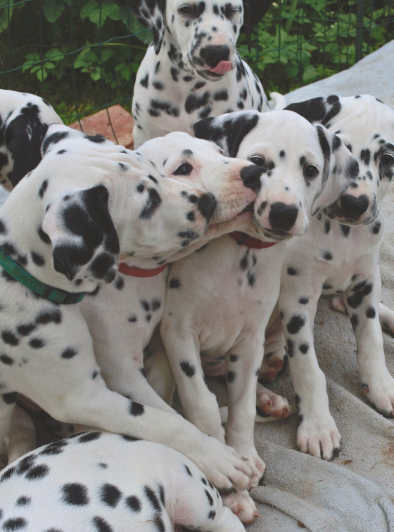 2026-02-22 13:00 Joga su Dalmatinais | Vilnius