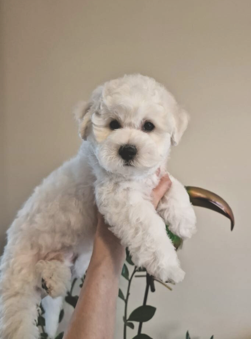 2026-01-28 20:15 Joga su Garbanotais bišonais | Kaunas