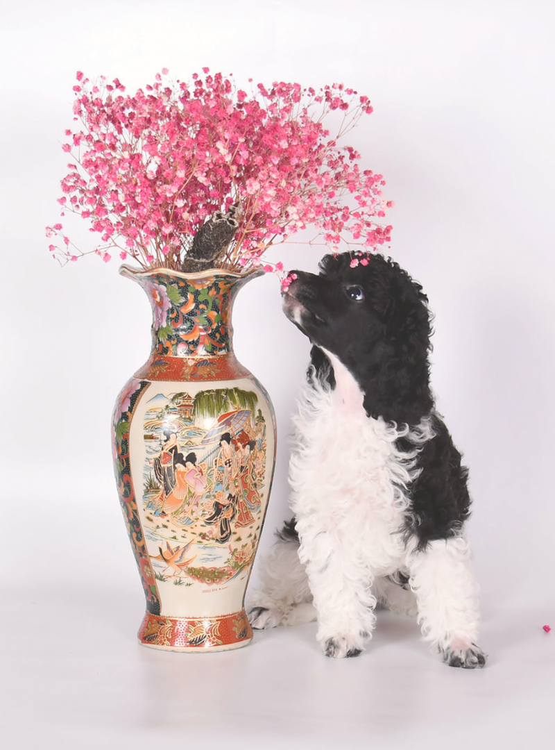 2026-02-01 13:00 Joga su Nykštukiniais pudeliais Arlekinais | Vilnius