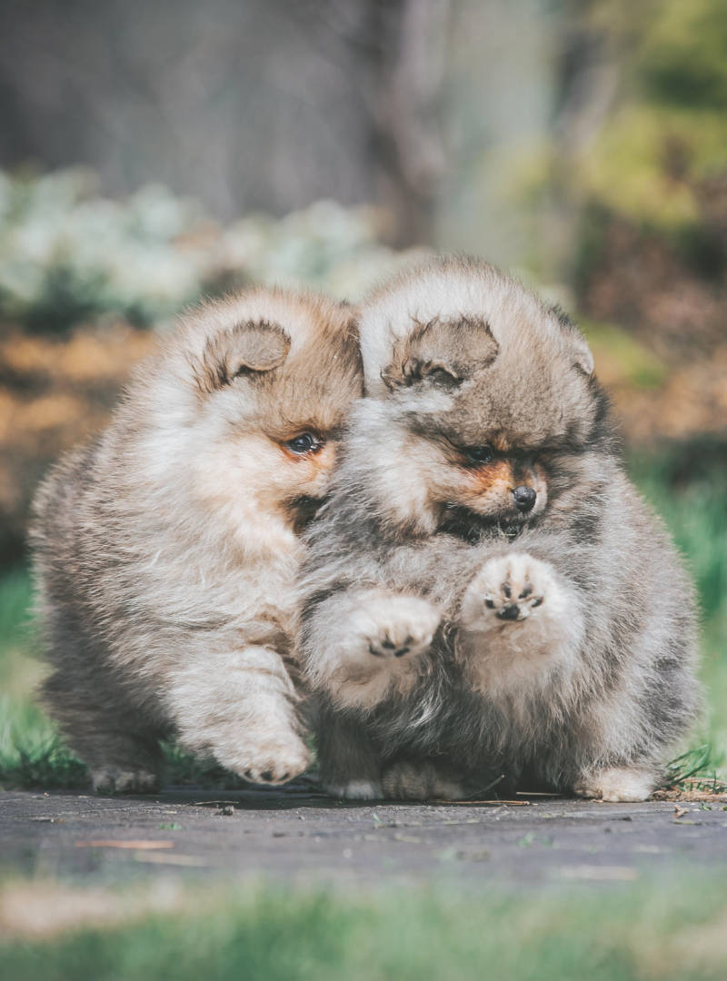 2026-02-14 16:30 Joga su Vokiečių nykštukiniais špicais | Kaunas