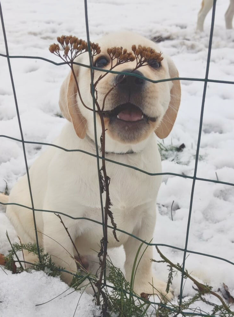 2025-12-28 13:20 Joga su Labradoro retriveriais | Kaunas