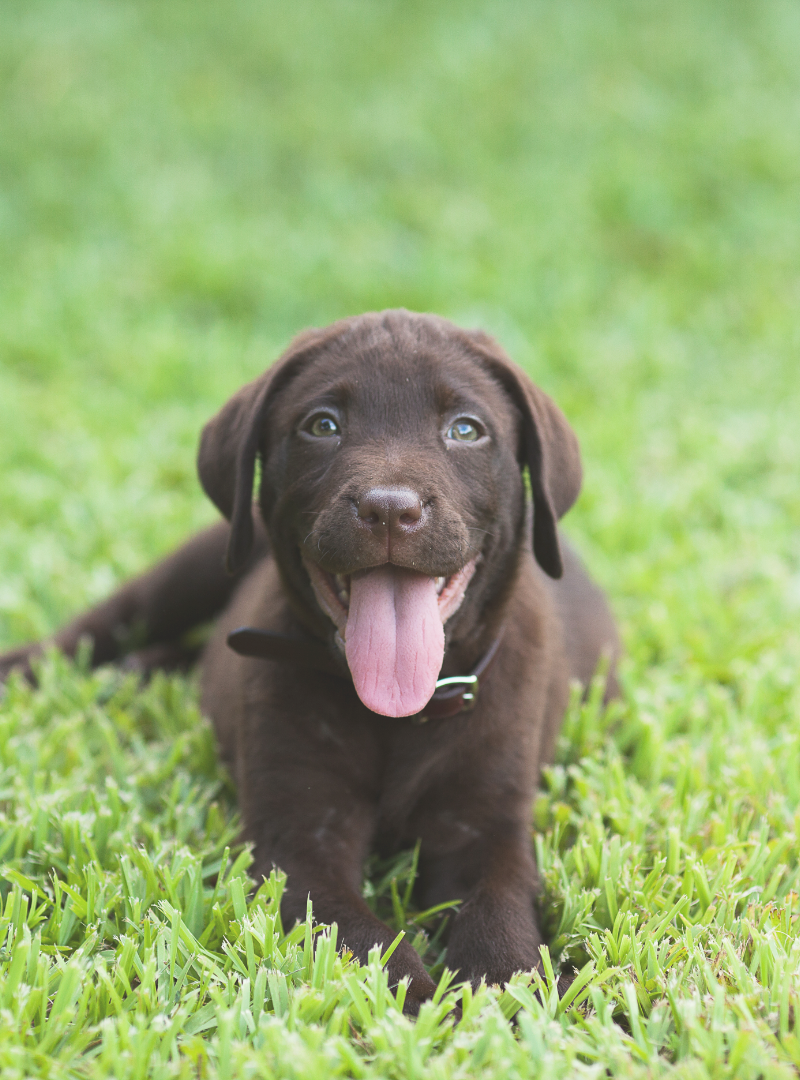 2025-11-23 13:00 Joga su Labradoro retriveriais | Vilnius