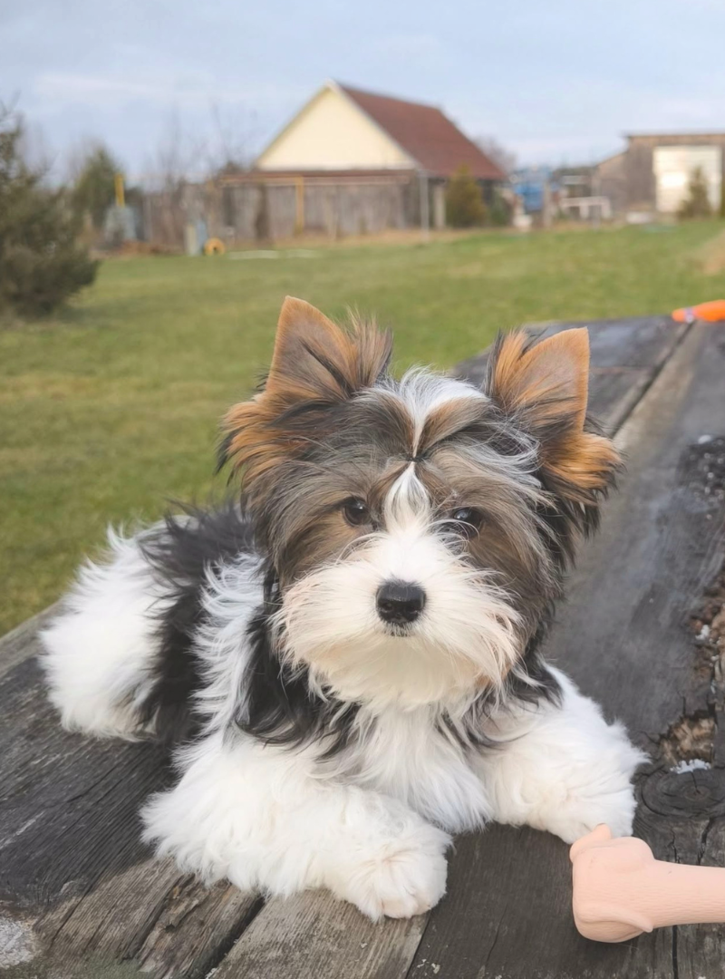 2026-01-10 13:00 Joga su Byverio terjerais | Vilnius