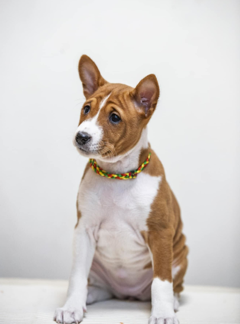 2026-01-18 13:00 Joga su Basendžiais | Vilnius