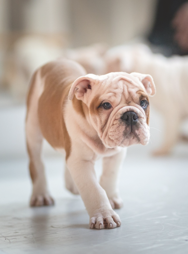 2025-12-17 20:00 Joga su Anglų buldogais | Kaunas