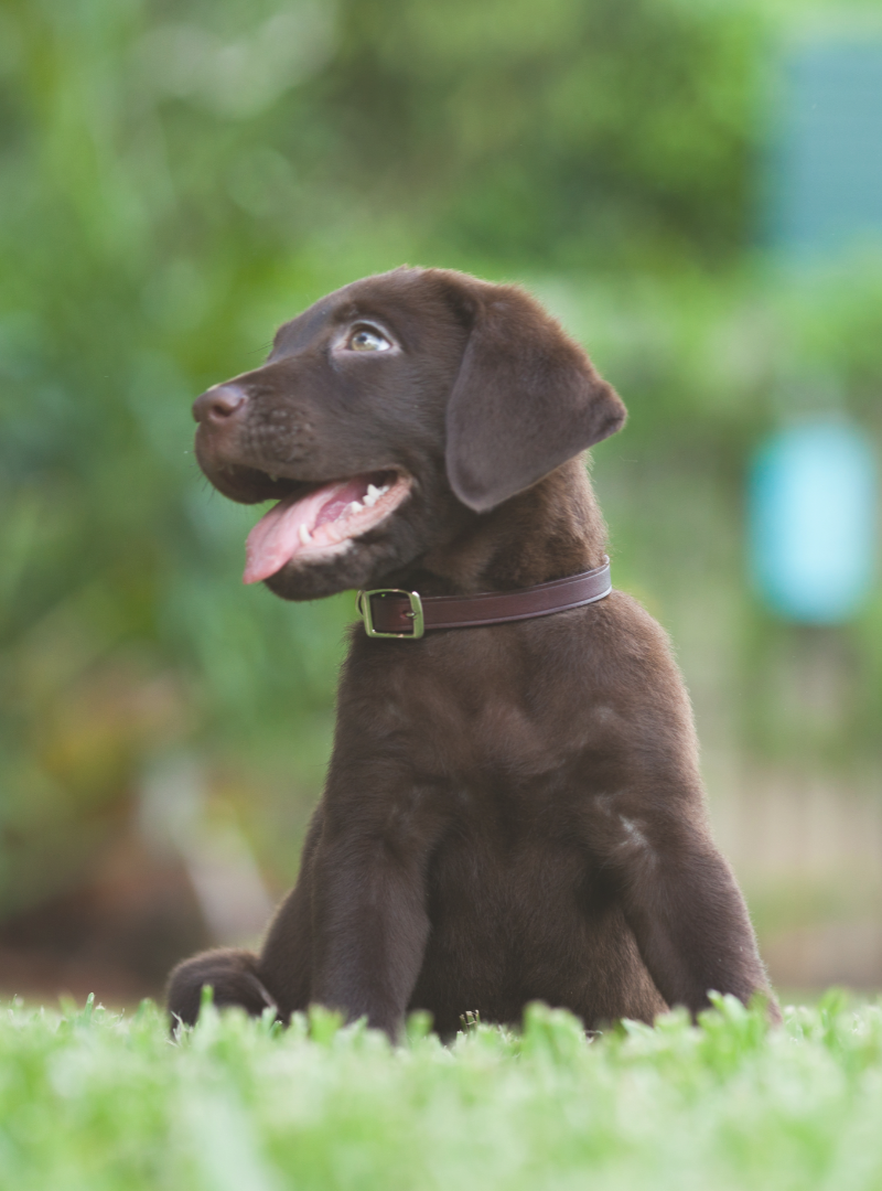 2025-11-23 14:20 Joga su Labradoro retriveriais | Vilnius