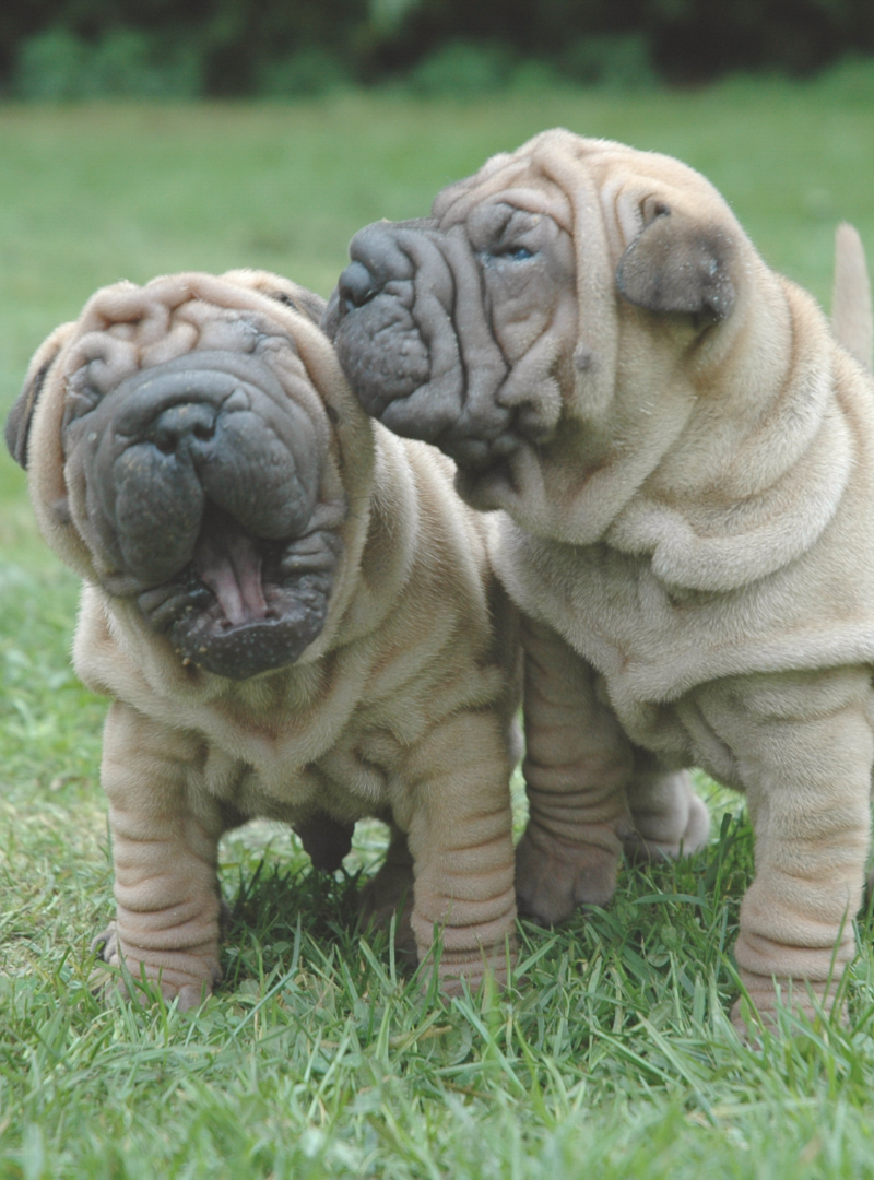 2025-11-16 14:20 Joga su Šarpėjais | Vilnius