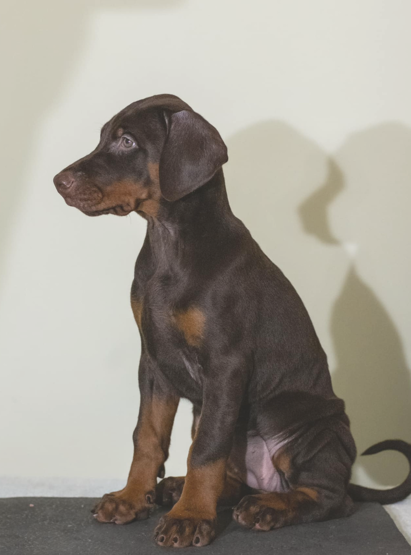 2026-03-07 14:20 Joga su Dobermanais | Vilnius