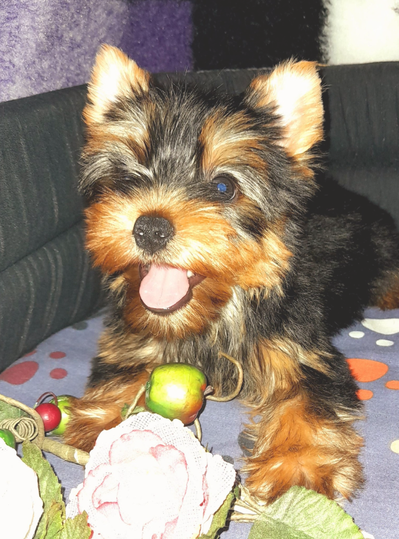 2025-11-26 20:00 Joga su Jorkšyro terjerais | Kaunas