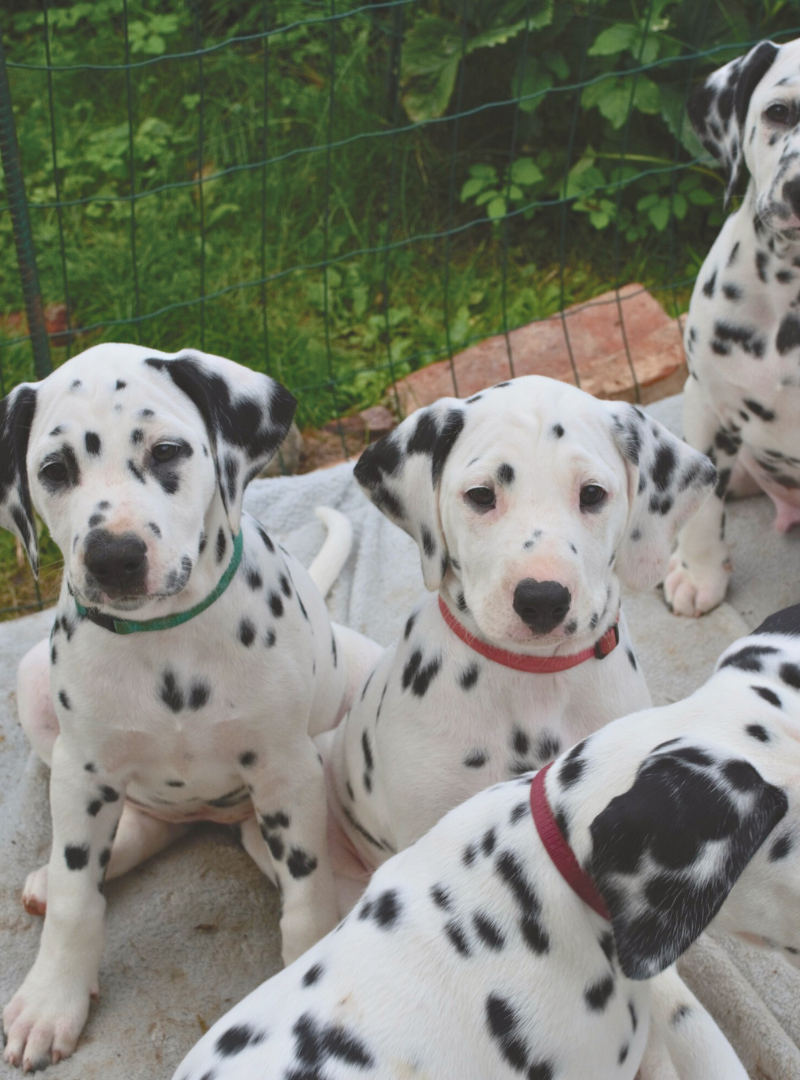 2026-02-22 14:20 Joga su Dalmatinais | Vilnius