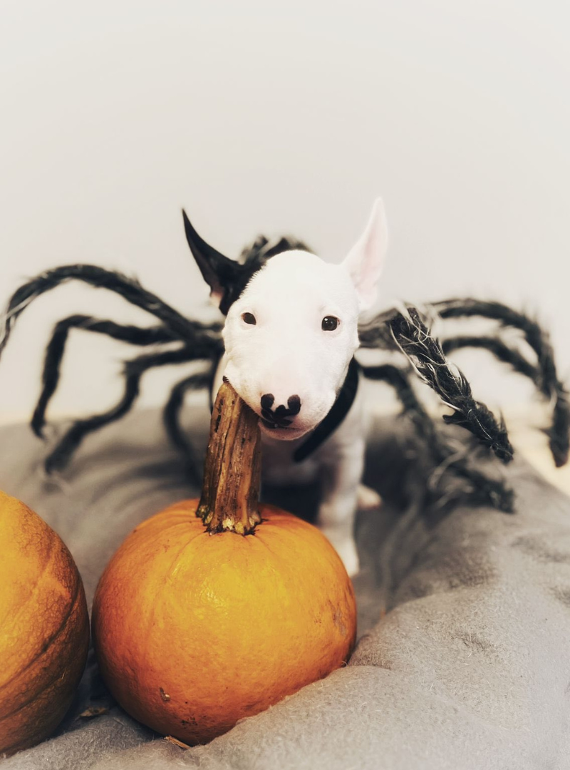 2025-11-09 13:00 Joga su Nykštukiniais Bulterjerais | Vilnius