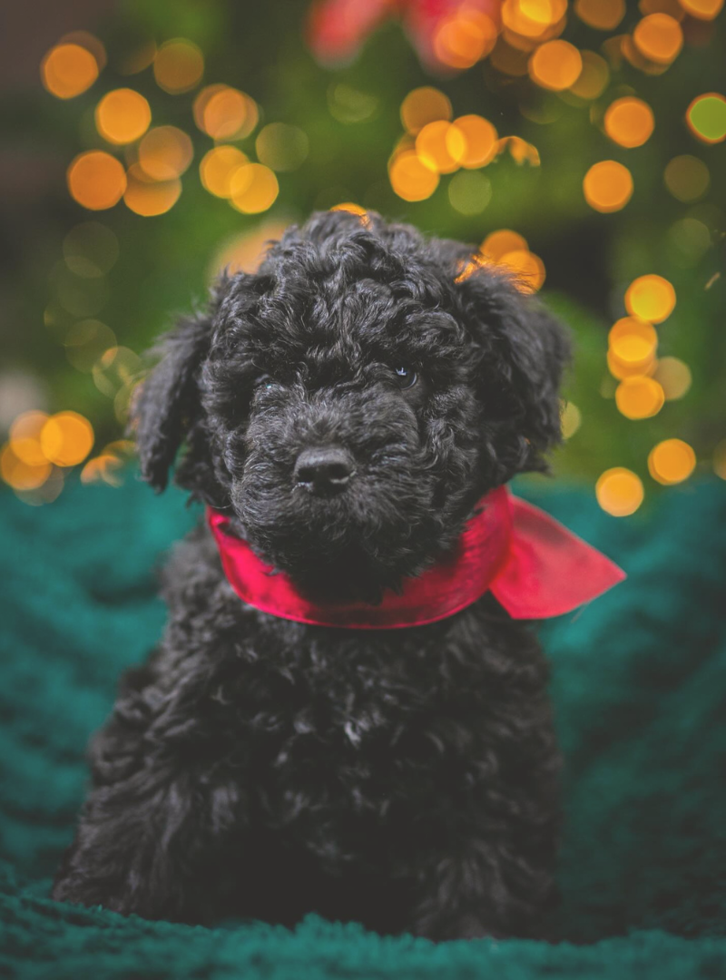 2026-01-10 16:30 Joga su Pumi | Kaunas