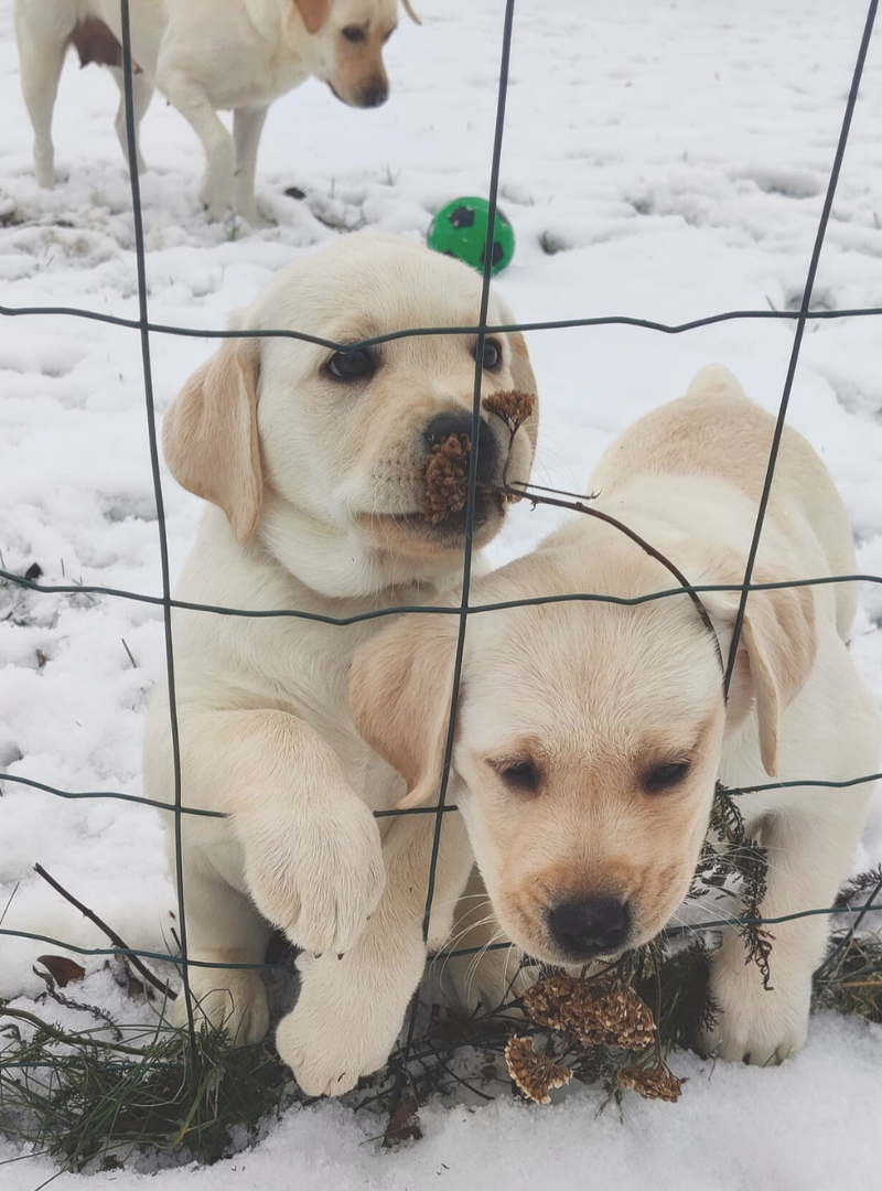 2025-12-28 12:00 Joga su Labradoro retriveriais | Kaunas